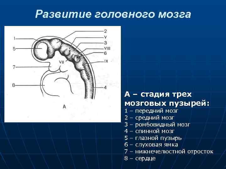 Развитие головного мозга А – стадия трех мозговых пузырей: 1 2 3 4 5