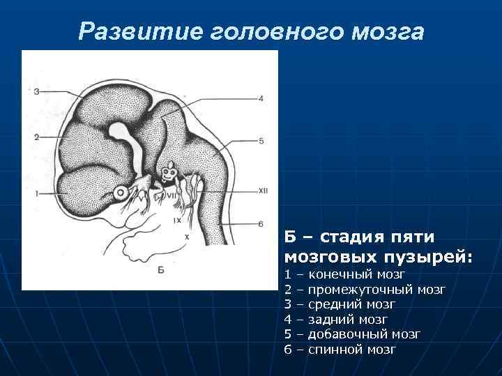 Развитие головного мозга Б – стадия пяти мозговых пузырей: 1 2 3 4 5