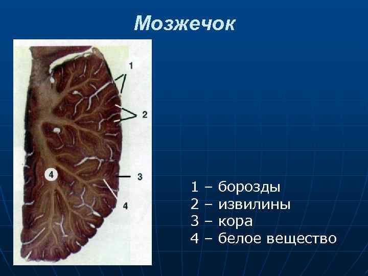 Мозжечок 1 2 3 4 – – борозды извилины кора белое вещество 