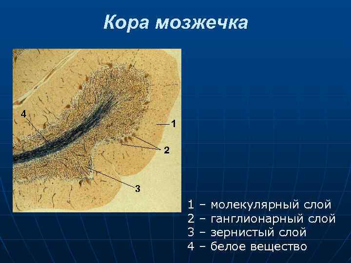 Кора мозжечка 1 2 3 4 – – молекулярный слой ганглионарный слой зернистый слой