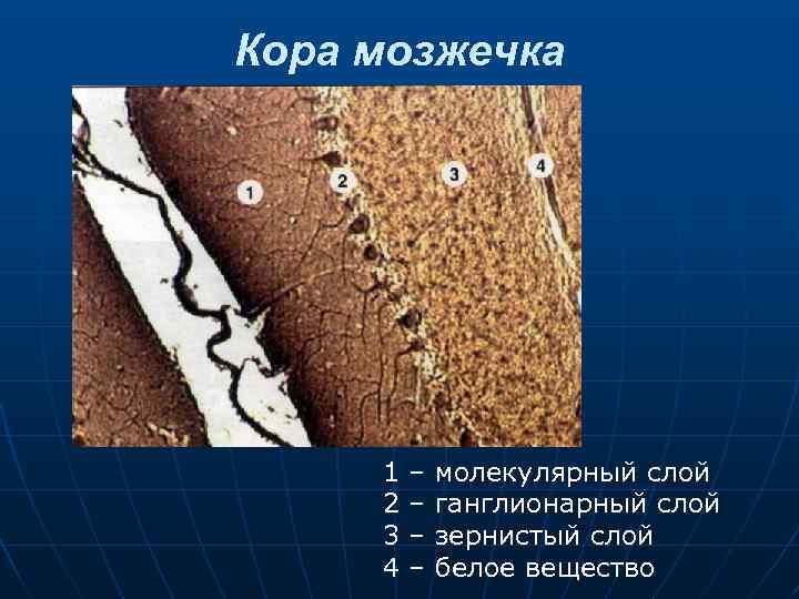 Кора мозжечка 1 2 3 4 – – молекулярный слой ганглионарный слой зернистый слой