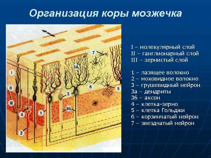 Организация коры мозжечка I – молекулярный слой II – ганглионарный слой III – зернистый