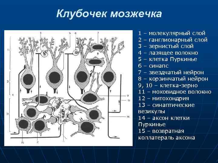 Клубочек мозжечка 1 – молекулярный слой 2 – ганглионарный слой 3 – зернистый слой