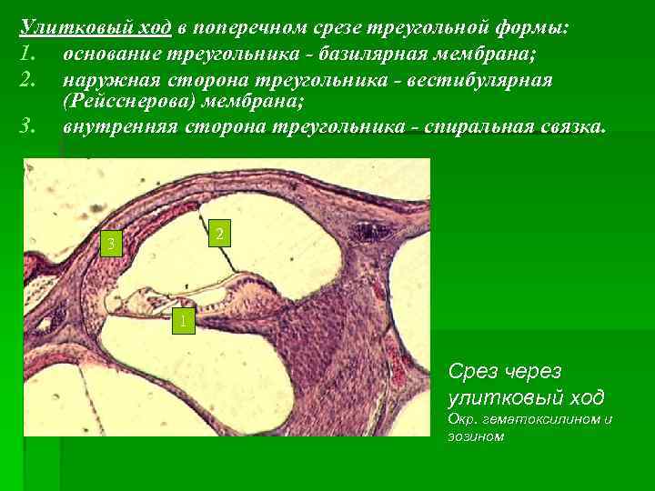 Улитковый ход в поперечном срезе треугольной формы: 1. основание треугольника - базилярная мембрана; 2.