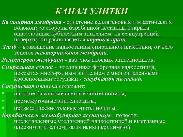 КАНАЛ УЛИТКИ Базилярная мембрана - сплетение коллагеновых и эластических волокон; со стороны барабанной лестницы