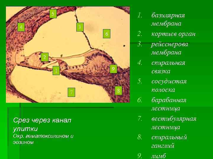 5 1. 4 3 2. 3. 6 2 4. 9 1 5. 7 8