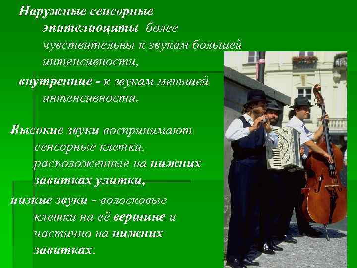 Наружные сенсорные эпителиоциты более чувствительны к звукам большей интенсивности, внутренние - к звукам меньшей