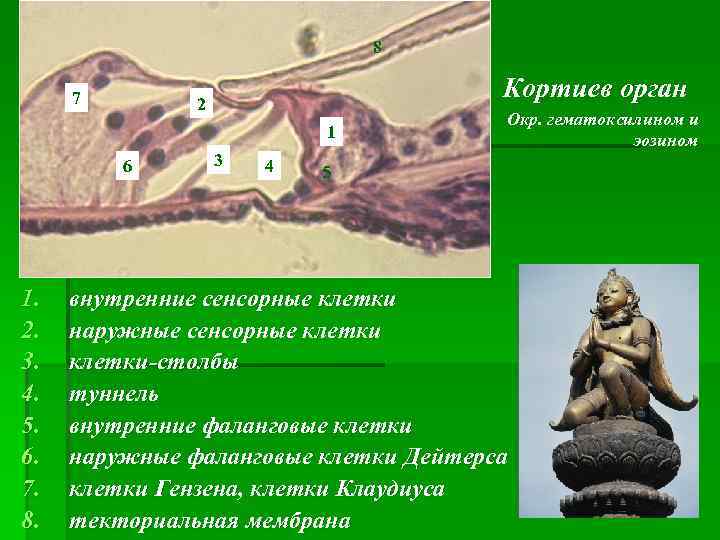 8 7 Кортиев орган 2 1 6 1. 2. 3. 4. 5. 6. 7.