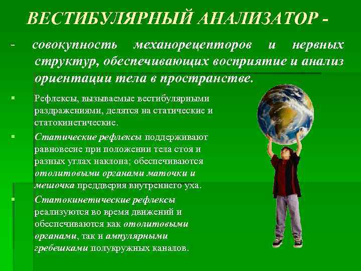 ВЕСТИБУЛЯРНЫЙ АНАЛИЗАТОР - совокупность механорецепторов и нервных структур, обеспечивающих восприятие и анализ ориентации тела