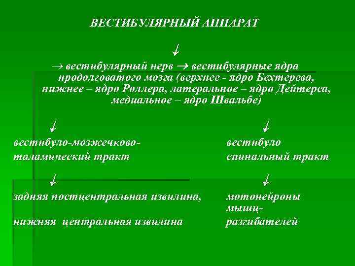 ВЕСТИБУЛЯРНЫЙ АППАРАТ вестибулярный нерв вестибулярные ядра продолговатого мозга (верхнее - ядро Бехтерева, нижнее –