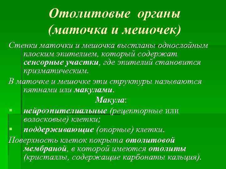 Отолитовые органы (маточка и мешочек) Стенки маточки и мешочка выстланы однослойным плоским эпителием, который