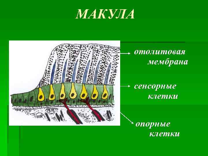 МАКУЛА отолитовая мембрана сенсорные клетки опорные клетки 