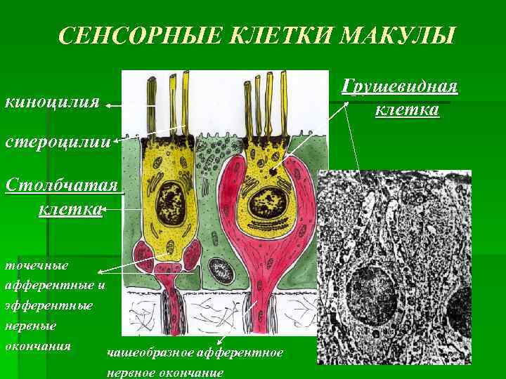 СЕНСОРНЫЕ КЛЕТКИ МАКУЛЫ Грушевидная клетка киноцилия стероцилии Столбчатая клетка точечные афферентные и эфферентные нервные
