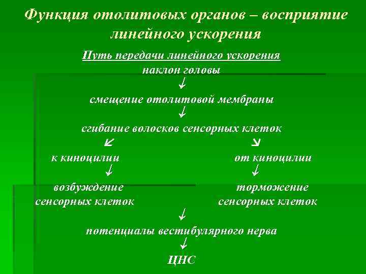 Функция отолитовых органов – восприятие линейного ускорения Путь передачи линейного ускорения наклон головы смещение