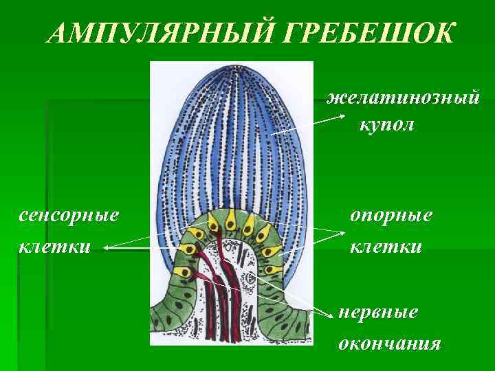 АМПУЛЯРНЫЙ ГРЕБЕШОК желатинозный купол сенсорные клетки опорные клетки нервные окончания 