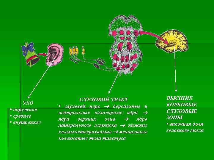 УХО • наружное • среднее • внутреннее СЛУХОВОЙ ТРАКТ • слуховой нерв дорсальные и