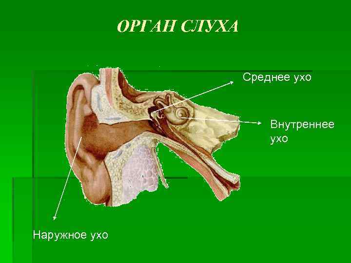 ОРГАН СЛУХА Среднее ухо Внутреннее ухо Наружное ухо 
