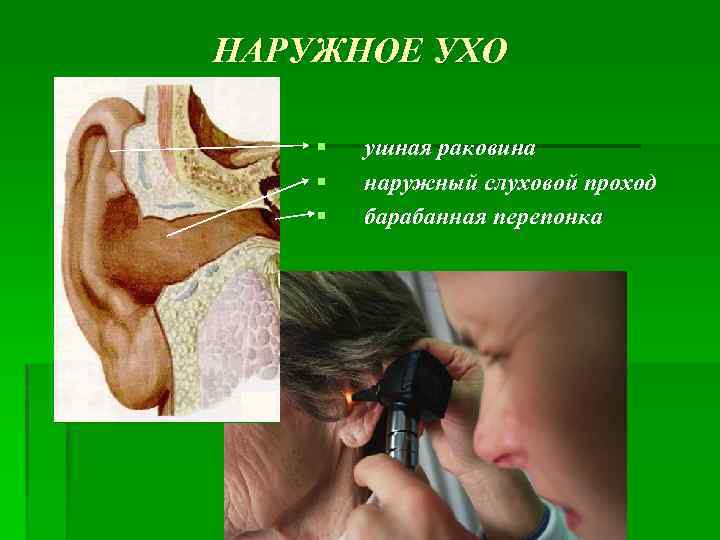 НАРУЖНОЕ УХО § § § ушная раковина наружный слуховой проход барабанная перепонка 