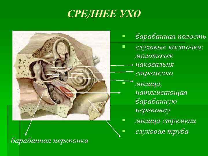СРЕДНЕЕ УХО § § § барабанная перепонка барабанная полость слуховые косточки: молоточек наковальня стремечко