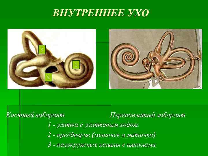 ВНУТРЕННЕЕ УХО 3 1 2 Костный лабиринт Перепончатый лабиринт 1 - улитка с улитковым