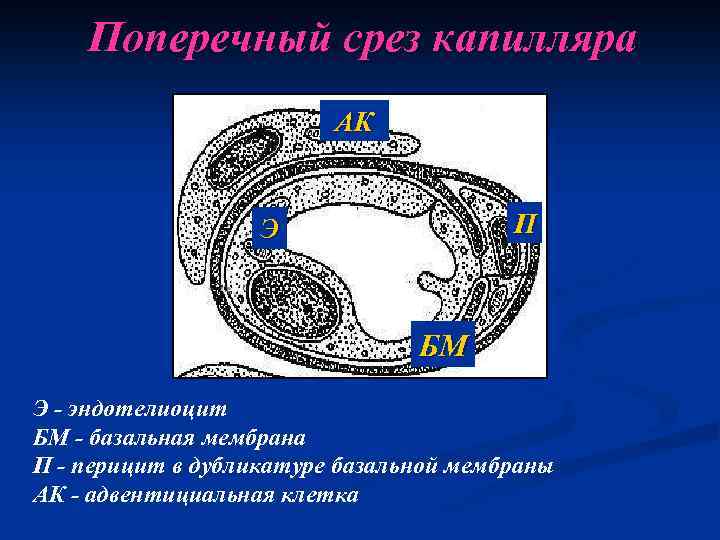 Поперечный срез капилляра АК П Э БМ Э - эндотелиоцит БМ - базальная мембрана