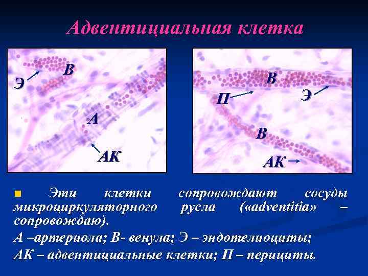 Адвентициальная клетка Э В В П А АК n Э В АК Эти клетки