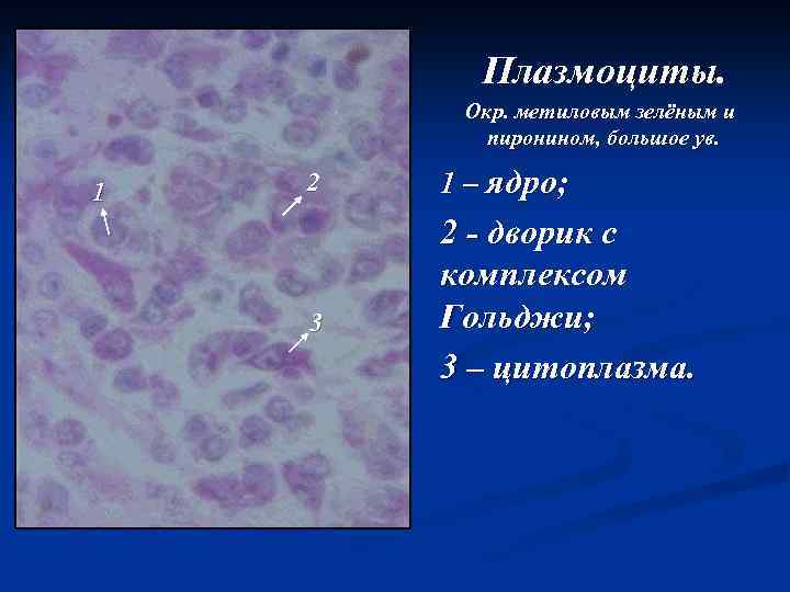 Плазмоциты. Окр. метиловым зелёным и пиронином, большое ув. 1 2 3 1 – ядро;