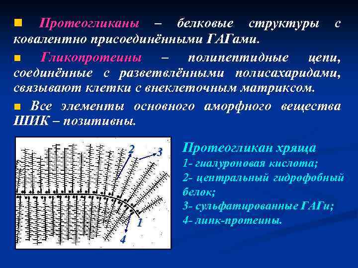 n Протеогликаны – белковые структуры с ковалентно присоединёнными ГАГами. n Гликопротеины – полипептидные цепи,