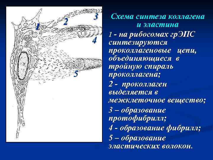 1 1 3 2 4 5 Схема синтеза коллагена и эластина 1 - на