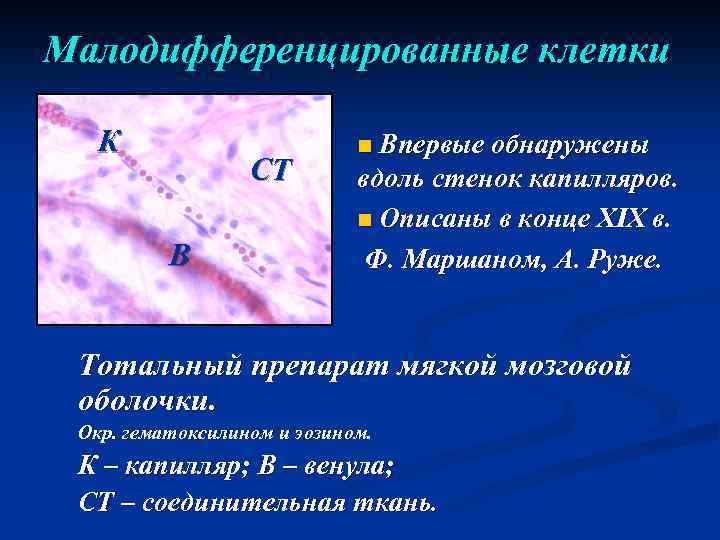 Малодифференцированные клетки К СТ В n Впервые обнаружены вдоль стенок капилляров. n Описаны в