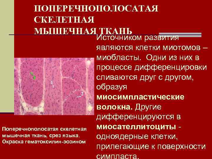 ПОПЕРЕЧНОПОЛОСАТАЯ СКЕЛЕТНАЯ МЫШЕЧНАЯ ТКАНЬ Поперечнополосатая скелетная мышечная ткань, срез языка. Окраска гематоксилин-эозином Источником развития