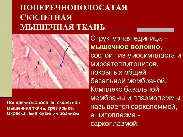 ПОПЕРЕЧНОПОЛОСАТАЯ СКЕЛЕТНАЯ МЫШЕЧНАЯ ТКАНЬ Поперечнополосатая скелетная мышечная ткань, срез языка. Окраска гематоксилин-эозином Структурная единица