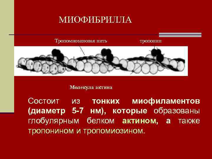 МИОФИБРИЛЛА Тропомиозиновая нить тропонин Молекула актина Состоит из тонких миофиламентов (диаметр 5 -7 нм),