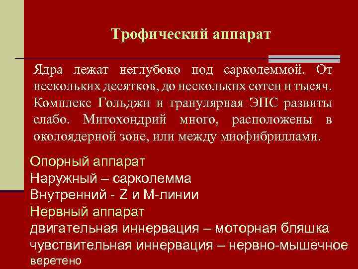 Трофический аппарат Ядра лежат неглубоко под сарколеммой. От нескольких десятков, до нескольких сотен и