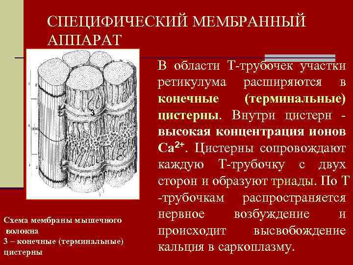 СПЕЦИФИЧЕСКИЙ МЕМБРАННЫЙ АППАРАТ 3 Схема мембраны мышечного волокна 3 – конечные (терминальные) цистерны В