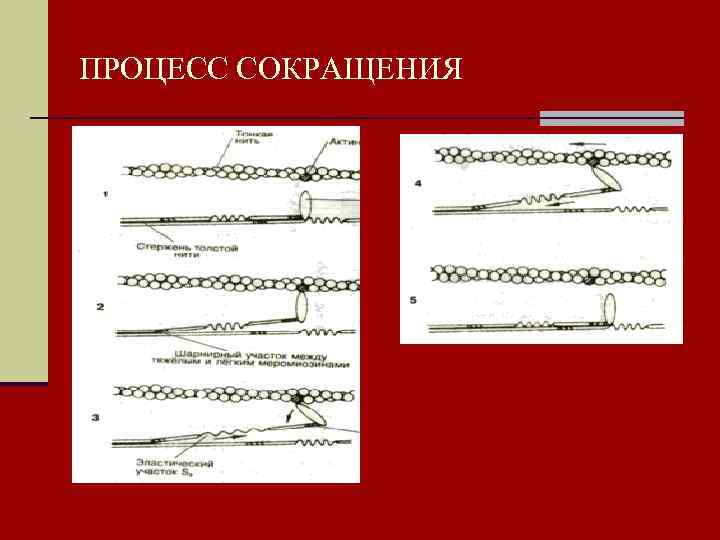 ПРОЦЕСС СОКРАЩЕНИЯ 