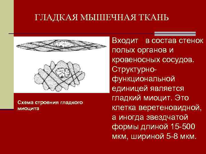 В состав входят клетки миоциты. Гладкая мышечная ткань входит в состав. Гладкая мыщенчаня ьакнь входть в состав. Гладкая мышечная ткань не входит в состав. Состав гладкой мышечной ткани.