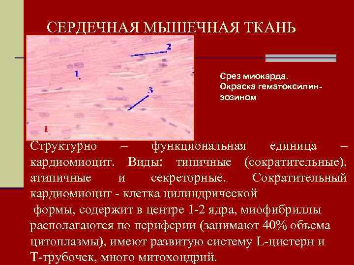 СЕРДЕЧНАЯ МЫШЕЧНАЯ ТКАНЬ Срез миокарда. Окраска гематоксилинэозином Структурно – функциональная единица – кардиомиоцит. Виды: