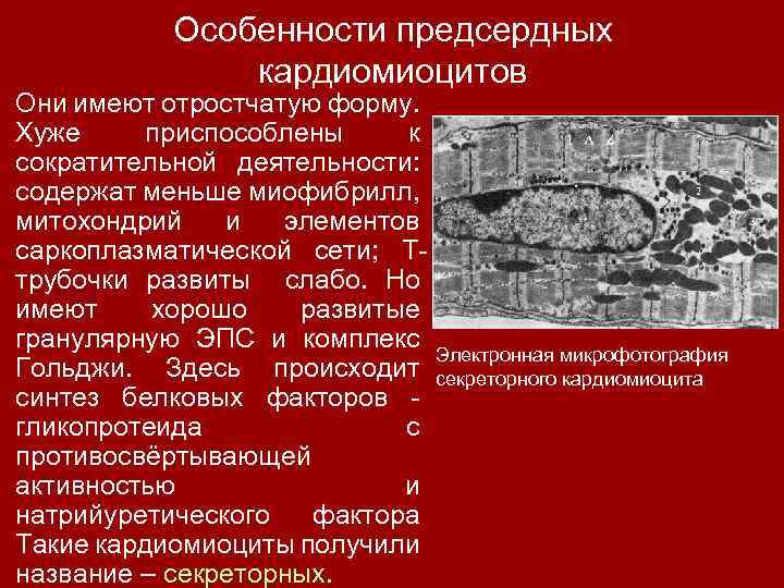 Особенности предсердных кардиомиоцитов Они имеют отростчатую форму. Хуже приспособлены к сократительной деятельности: содержат меньше
