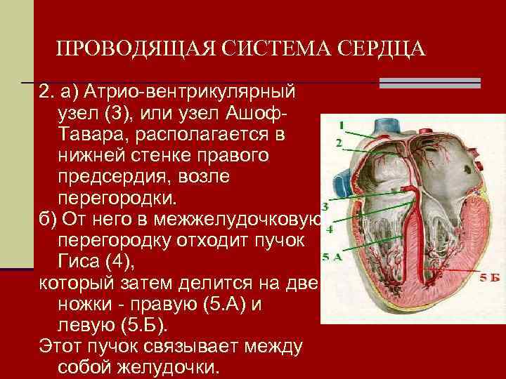 В состав проводящей системы входят. Проводящая система сердца. 2. Проводящая система сердца. Ткань проводящей системы сердца:. Проводящая система сердца латынь.