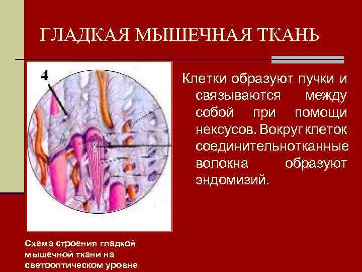 ГЛАДКАЯ МЫШЕЧНАЯ ТКАНЬ Клетки образуют пучки и связываются между собой при помощи нексусов. Вокруг