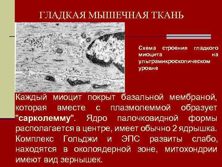 ГЛАДКАЯ МЫШЕЧНАЯ ТКАНЬ Схема строения гладкого миоцита на ультрамикроскопическом уровне Каждый миоцит покрыт базальной