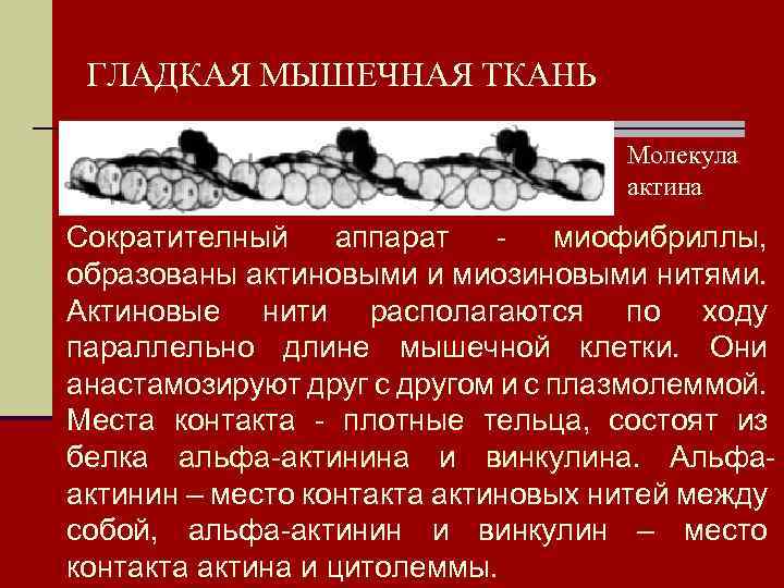 ГЛАДКАЯ МЫШЕЧНАЯ ТКАНЬ Молекула актина Сократителный аппарат - миофибриллы, образованы актиновыми и миозиновыми нитями.
