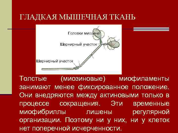 ГЛАДКАЯ МЫШЕЧНАЯ ТКАНЬ Головки миозина Шарнирный участок Толстые (миозиновые) миофиламенты занимают менее фиксированное положение.