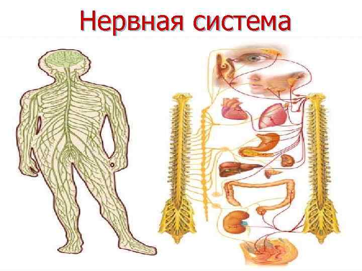 Нервная система 