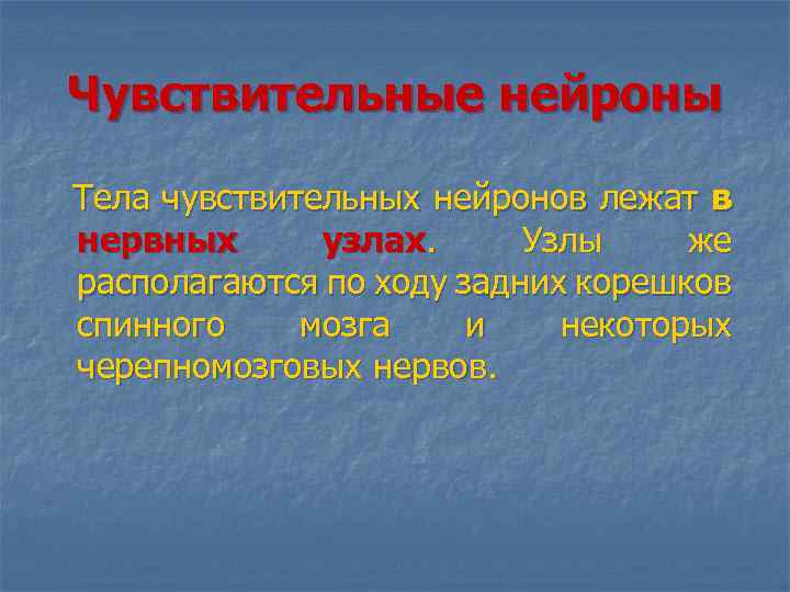 Чувствительные нейроны Тела чувствительных нейронов лежат в нервных узлах. Узлы же располагаются по ходу