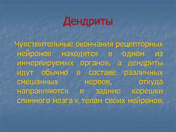 Дендриты Чувствительные окончания рецепторных нейронов находятся в одном из иннервируемых органов, а дендриты идут