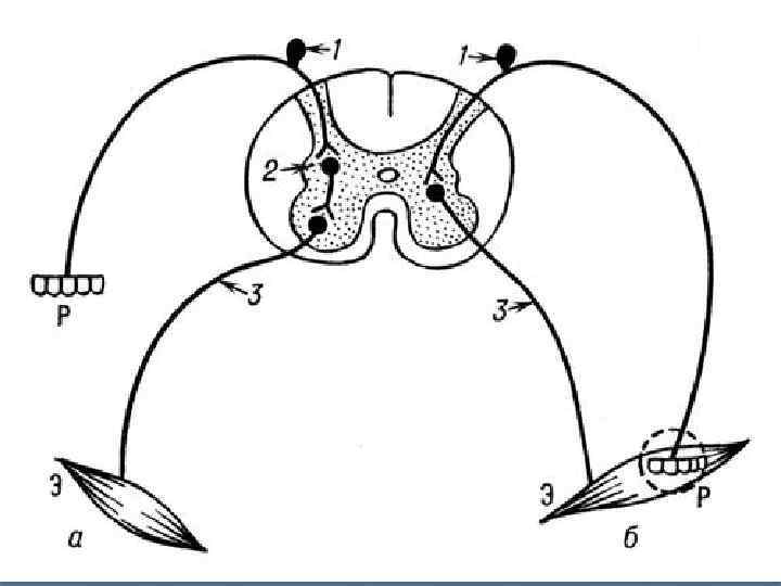 Схема рефлекторной дуги мигательного рефлекса. Схема полисинаптической рефлекторной дуги. Моносинаптическая рефлекторная дуга схема. Дуга спинномозгового рефлекса схема. Схема рефлекторной дуги моносинаптического рефлекса.