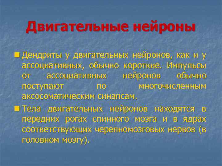 Двигательные нейроны n Дендриты у двигательных нейронов, как и у ассоциативных, обычно короткие. Импульсы