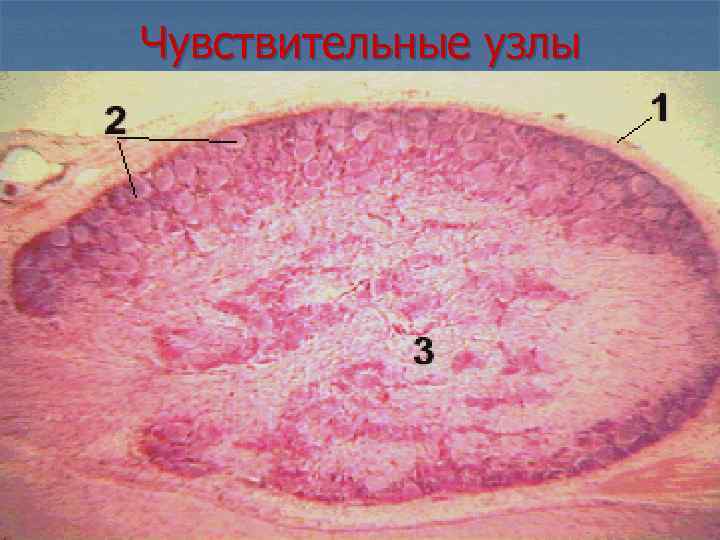 Чувствительные узлы 